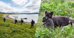 m-fox-watching-iceland